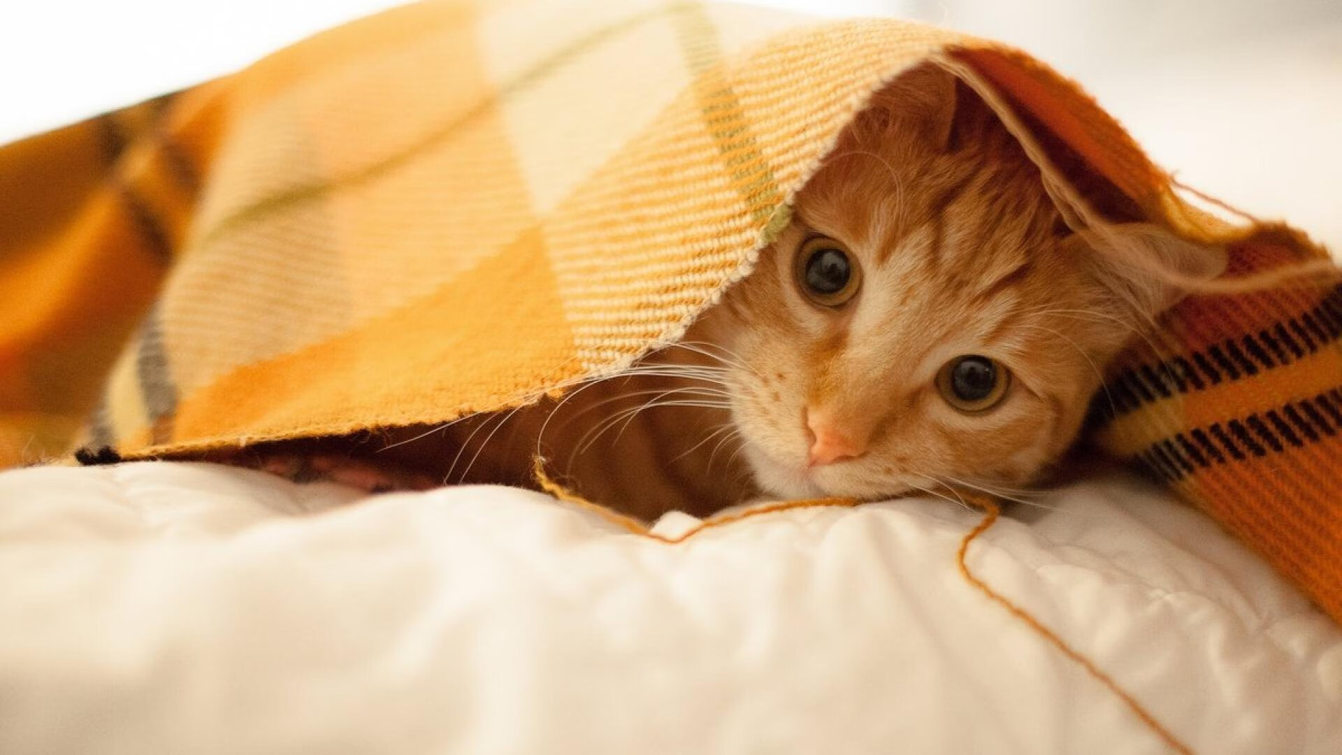 命运矩阵，字母哥如何用一道折线切开凯尔特人与掘金的量子纠缠