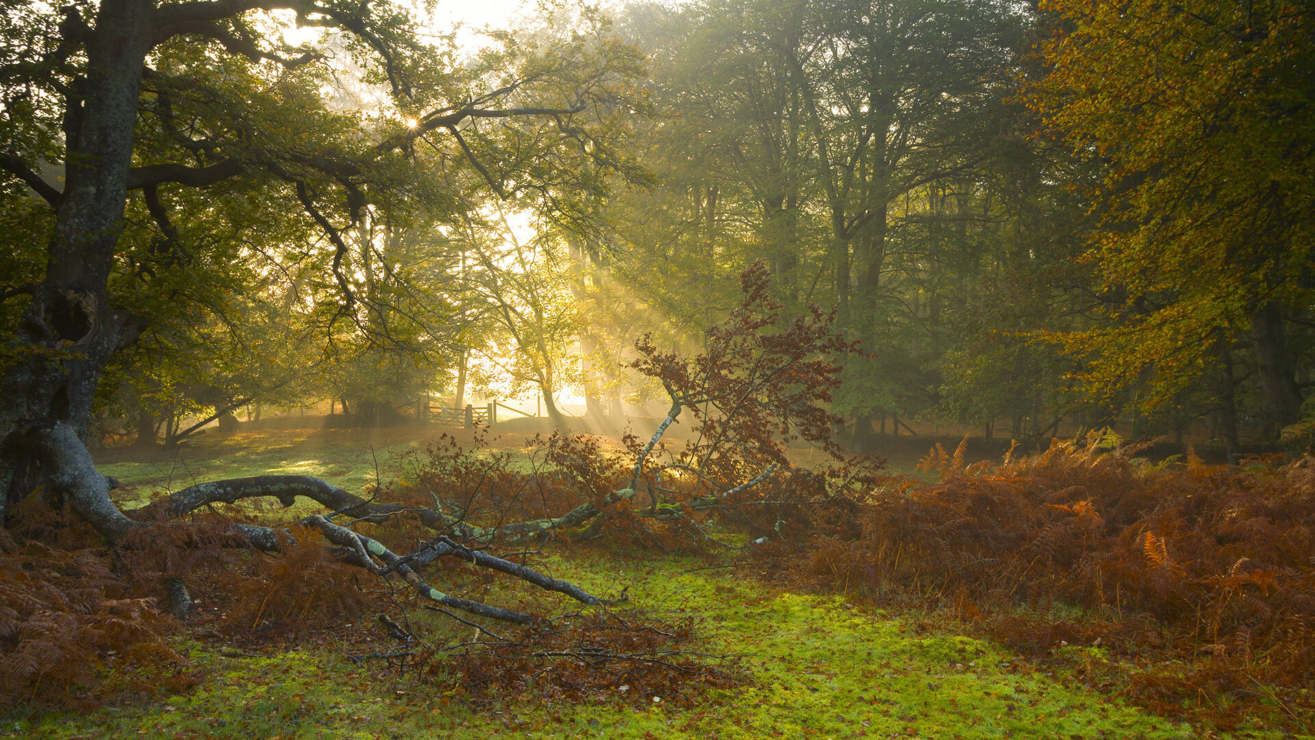 开云体育官网-绿茵场悬停篮球，天穹之巅见证双冠加冕