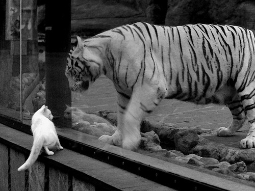 绿茵场悬停篮球，天穹之巅见证双冠加冕