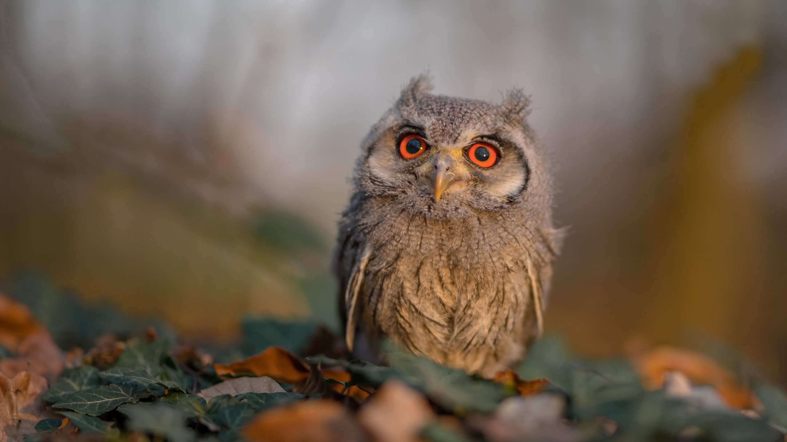 当冰川撞见雨林,莫德里奇在冰岛与尼日利亚的夹缝中奏响足球的绝对音准
