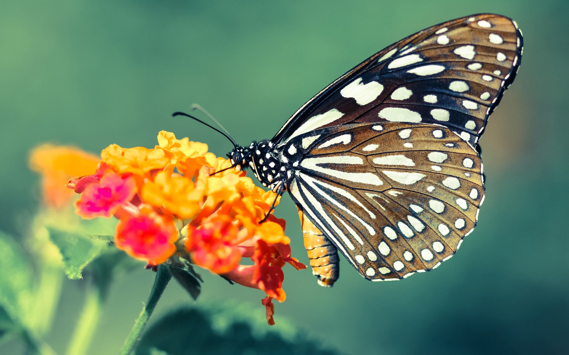 当体系之墙遇见控场之神，热火战术压制鹈鹕，哈利伯顿主宰比赛走向的现代篮球启示