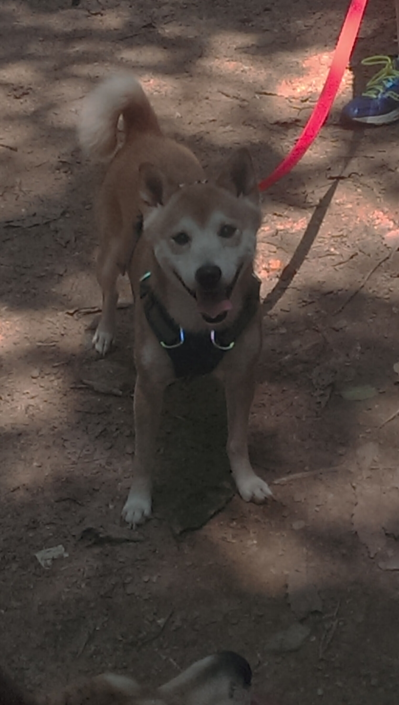 当神剧照进现实，西亚卡姆全程高能输出，爵士惊天绝杀吉林队