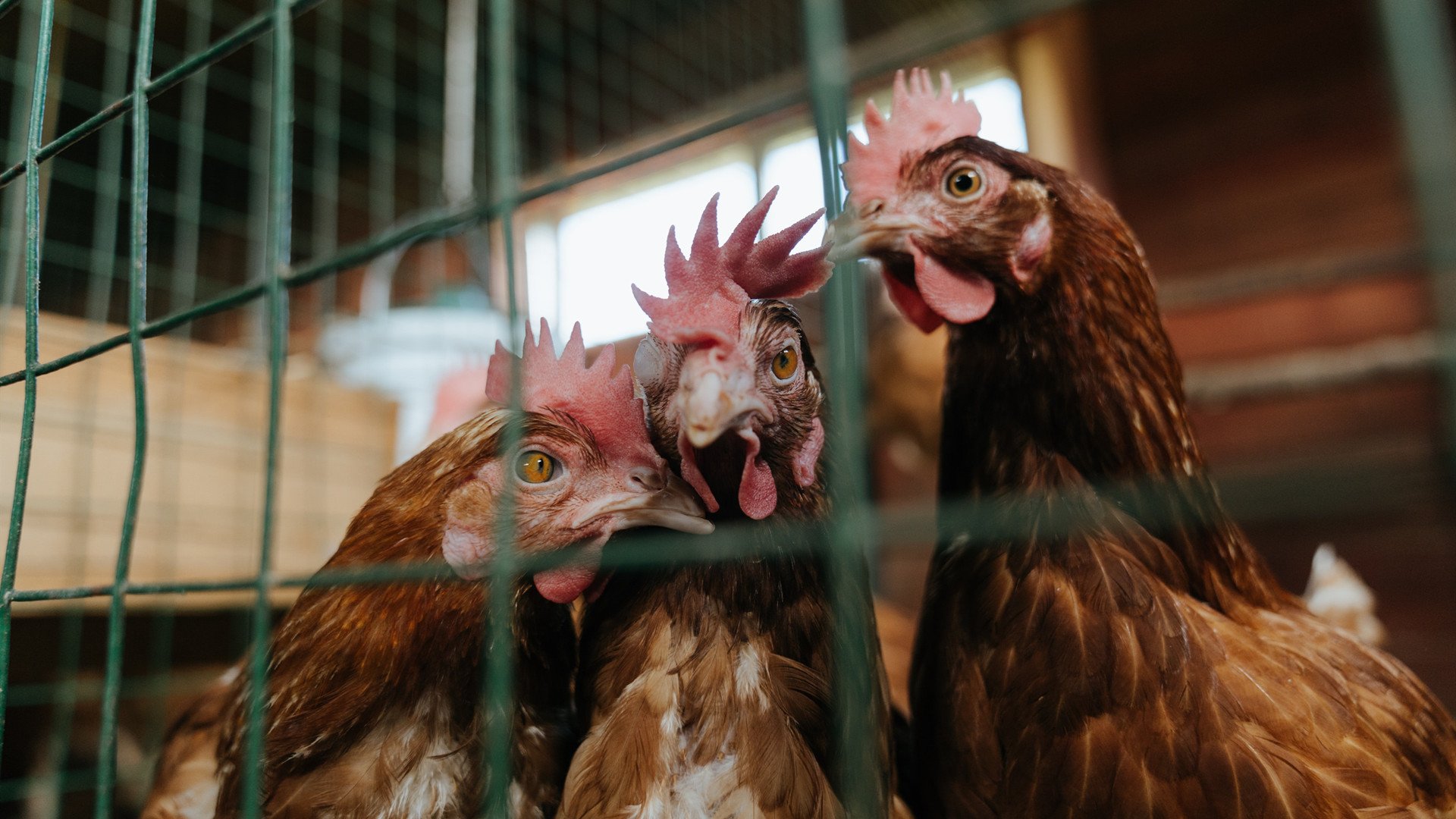 德罗赞爆砍40分加时救主,太阳队险胜广厦队迎关键胜利