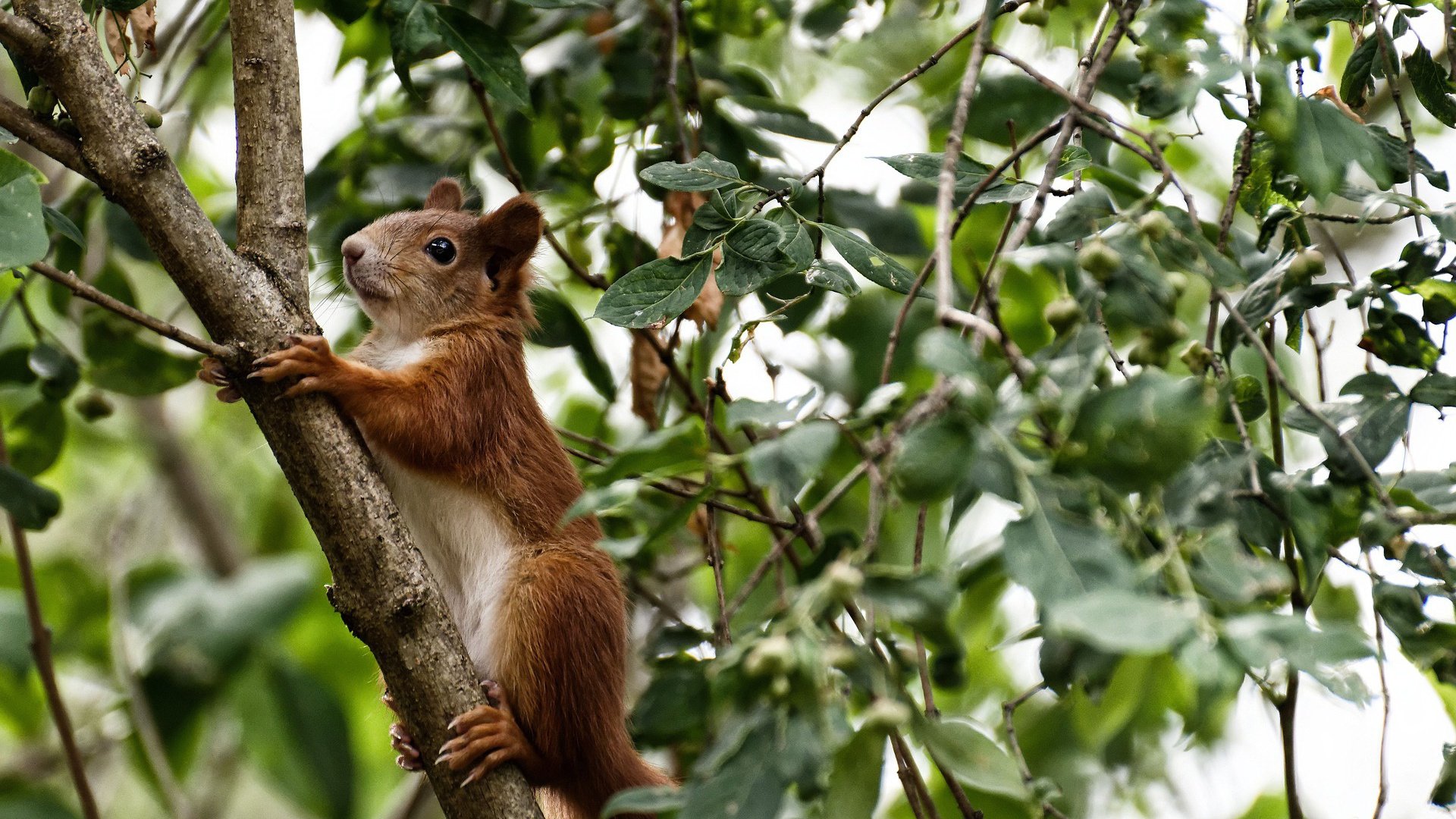 跨界星辰，当哥斯达黎加邂逅摩纳哥，贝林厄姆以一己之力重定义足球艺术