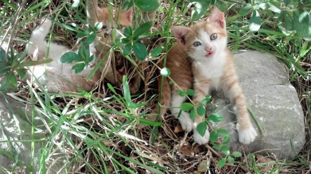 欧洲之巅 vs 纽约心跳，当决赛日变成节奏攻防战