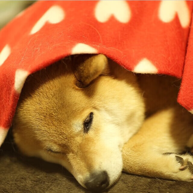 楚阿梅尼的审判日，当屠夫成为法官，亚特兰大如何肢解巴黎幻梦？