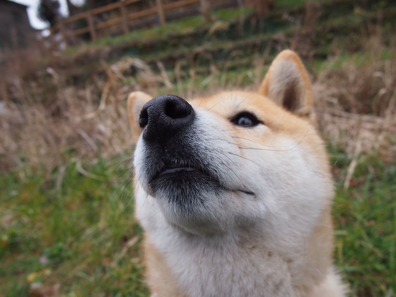 绿军铁壁锁深阵,戈贝尔巨塔下的深圳之痛