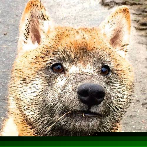 双线交响,那不勒斯欧战轻骑过关,基米希奥运关键战定乾坤