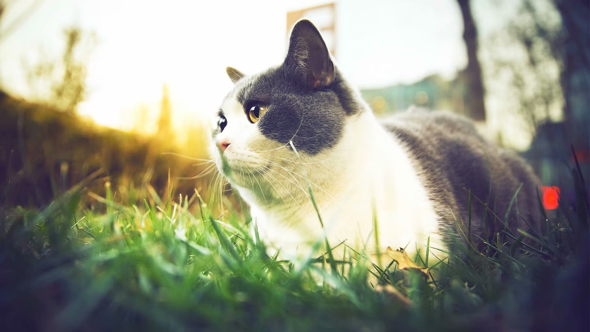 甲骨文球馆的最后一缕光，当伦纳德用绝杀为一个时代画上顿号