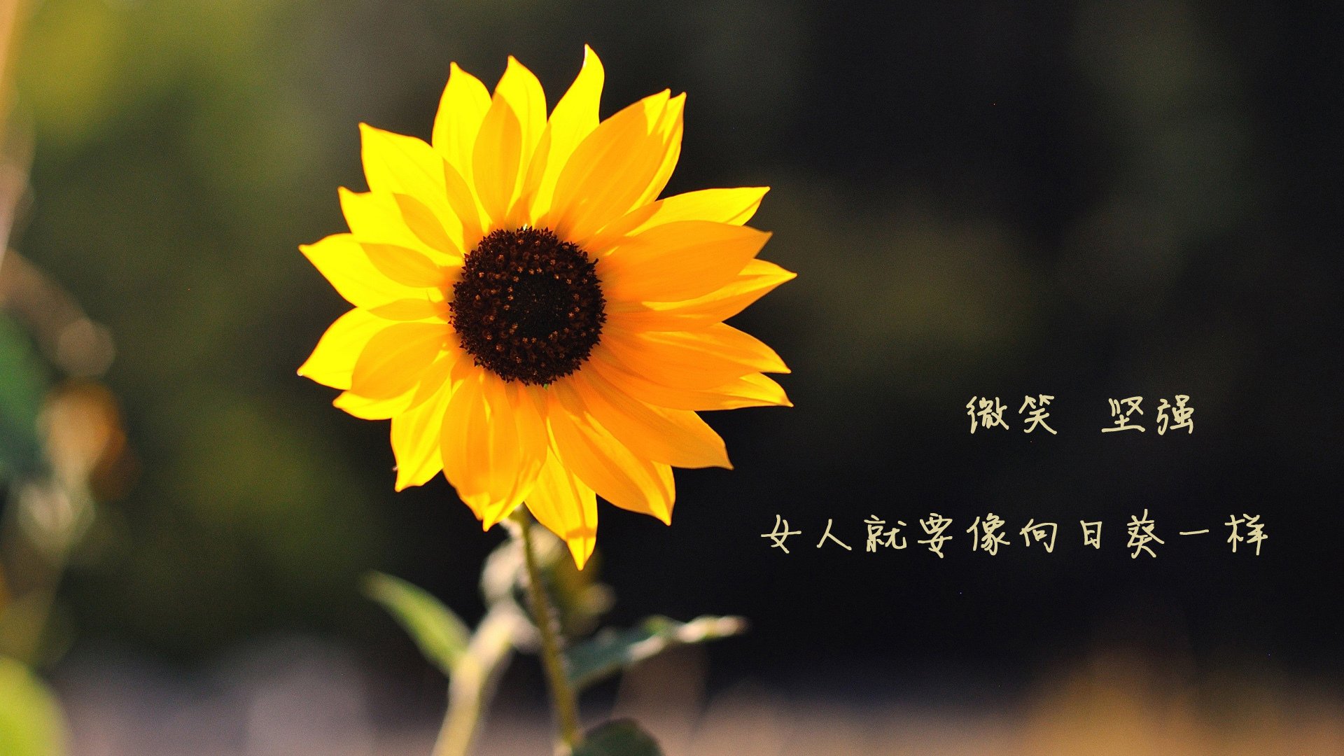 开云体育APP下载-奇迹之夜，归化铁闸范戴克领衔，越南足球历史性碾压阿联酋，2026世界杯之路就此铺就